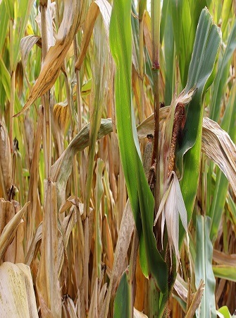 maize-farming-in-nigeria