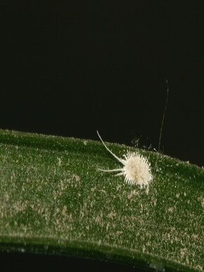 greenhouse-pest-management