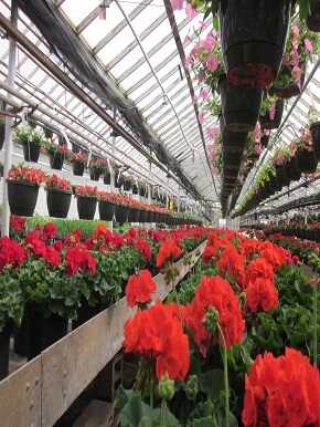  greenhouse-growing-medium