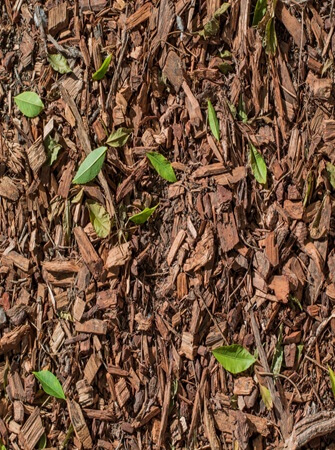 natural-fertilizer-pesticide-solutions-agriculture