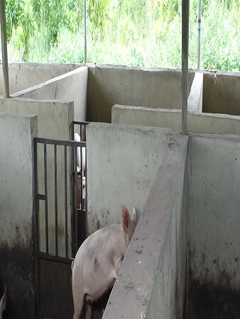 pig-production-management