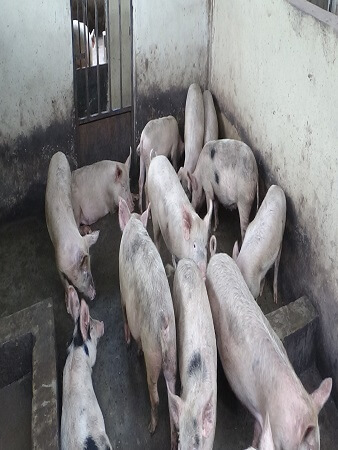 pig-production-management