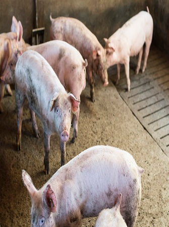 pig-feed-management
