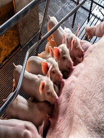 pig-production-management