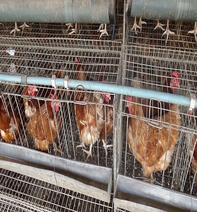 Profitability Of Poultry Farming In Nigeria