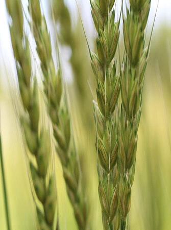 Successful-rice-farming-guidelines