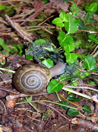 snail-feeding-management