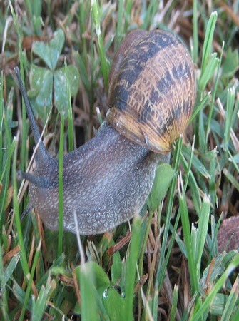 snail-feeding-management