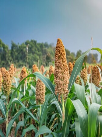 sorghum-farming-processing-exporting