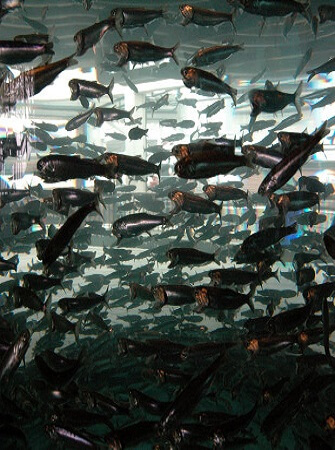 fish-farming-species-system