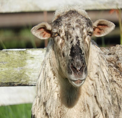 goat farming in nigeria