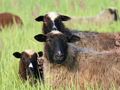 goat farming in nigeria