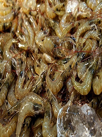 fish-farming-species-system