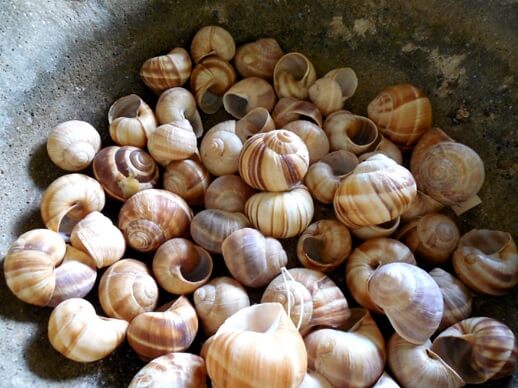 Snail Shells