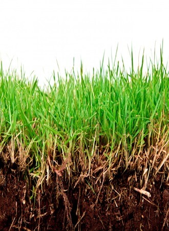 soil-nematode-management-strategies