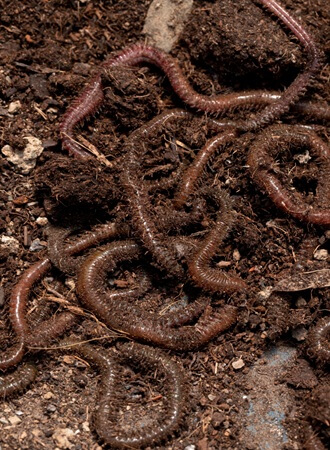soil-nematode-management-strategies