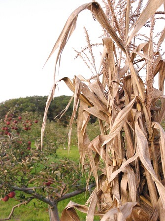 maize-farming-in-nigeria