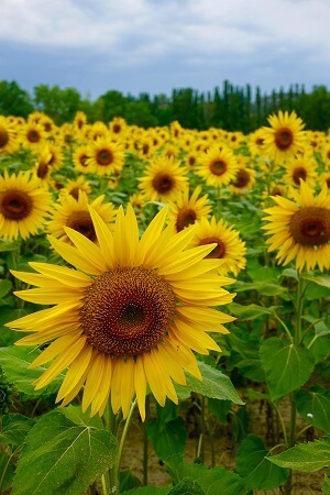 Sunflower