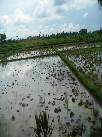 Successful-rice-farming-guidelines