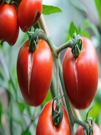 greenhouse-tomato-disease-problems