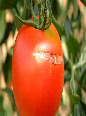 greenhouse-tomato-disease-problems