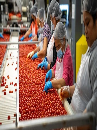 tomato-paste-production