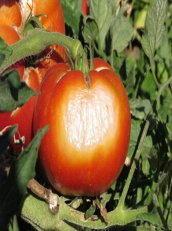 greenhouse-tomato-disease-problems