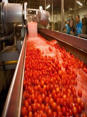 tomato-paste-production