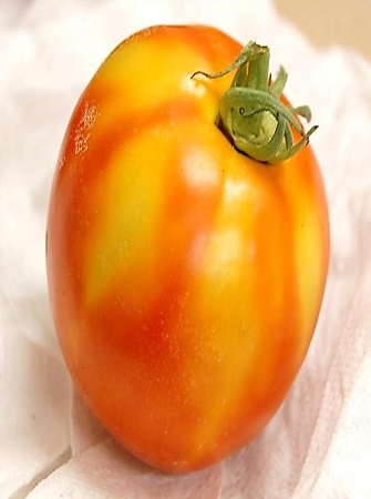 greenhouse-tomato-disease-problems