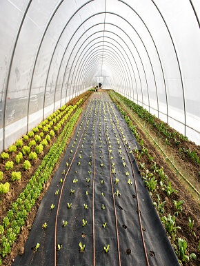 greenhouse-weed-management