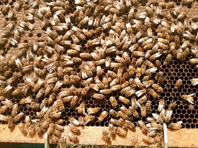 honey-bee-farming